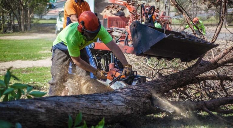 tree trimming Gold Coast