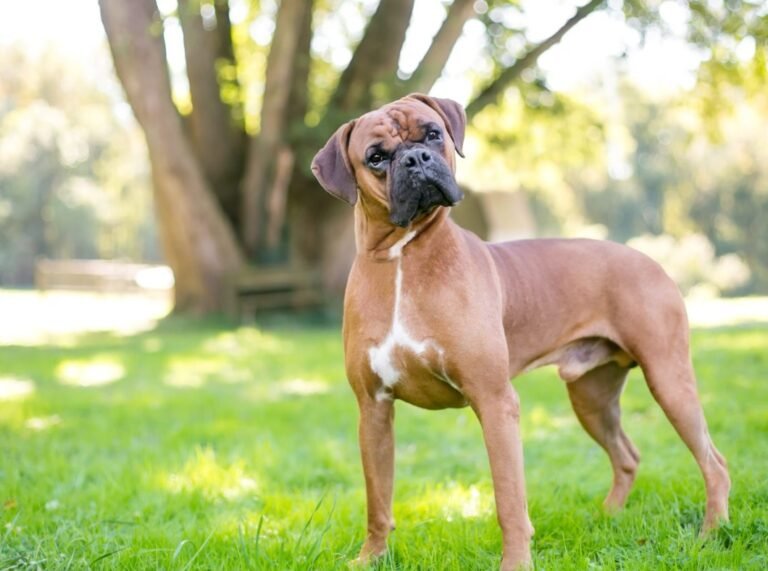 Boxer Puppies