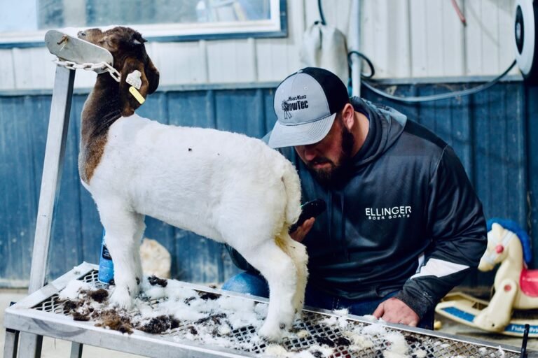 Boer Goat Grooming For Showing